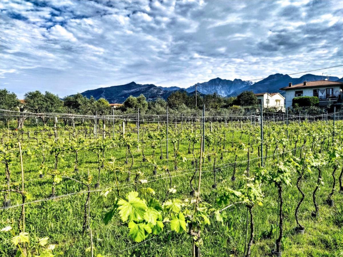 Agriturismo La Vite Maritata Пьетразанта Экстерьер фото